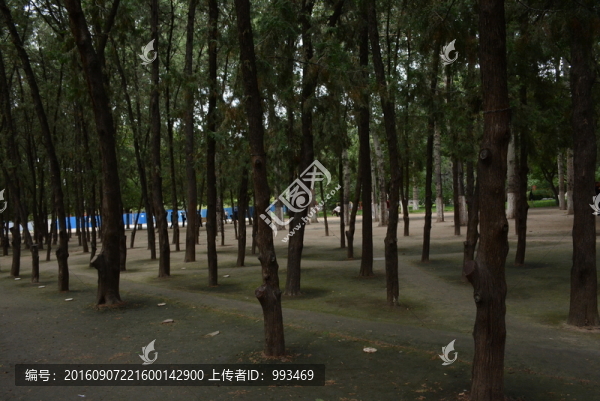 樹(shù)林和樹(shù)道