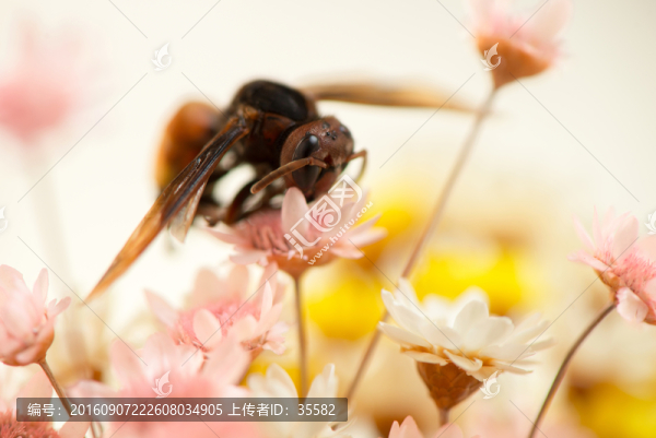 蜜蜂