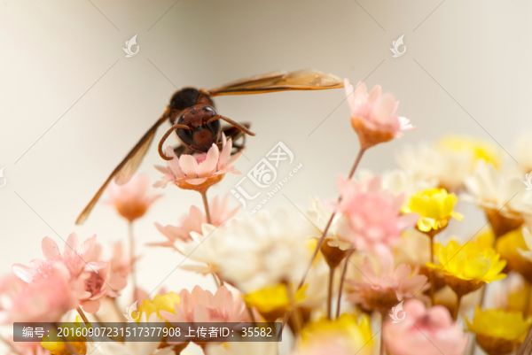 蜜蜂