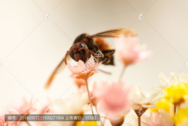 蜜蜂