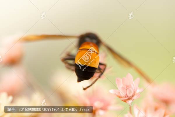 蜜蜂
