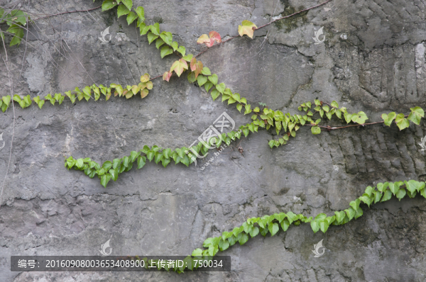 植物墻