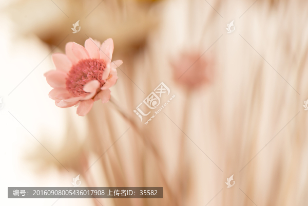 干花