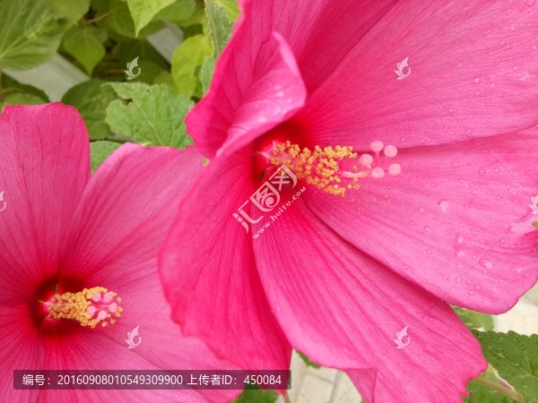 鮮花