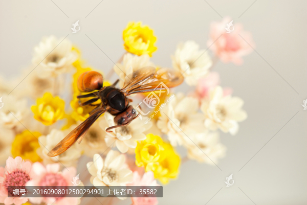 蜜蜂