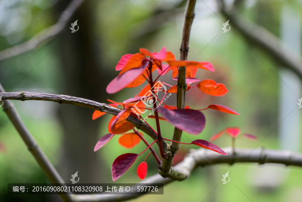 紅葉