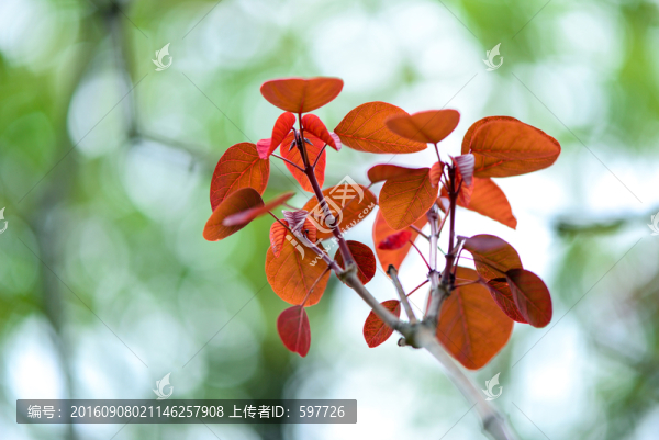 秋天紅葉