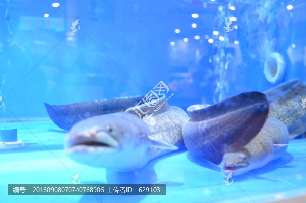 鰻魚(yú)