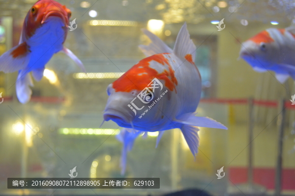 活魚