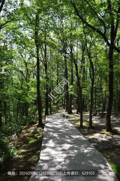林中小路