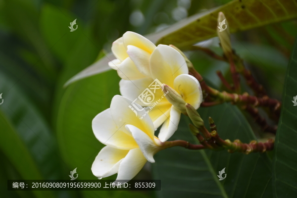 黃白色小花