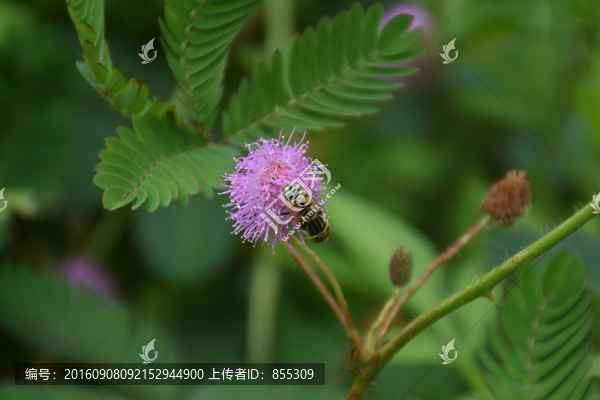 粉紅小花上的蜜蜂