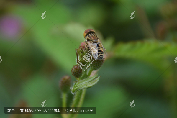 高清蜜蜂