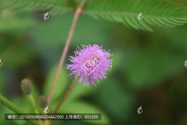 紅紫色的小花
