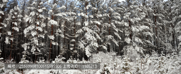 雪掛