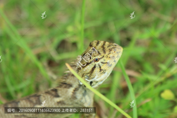 蜥蜴