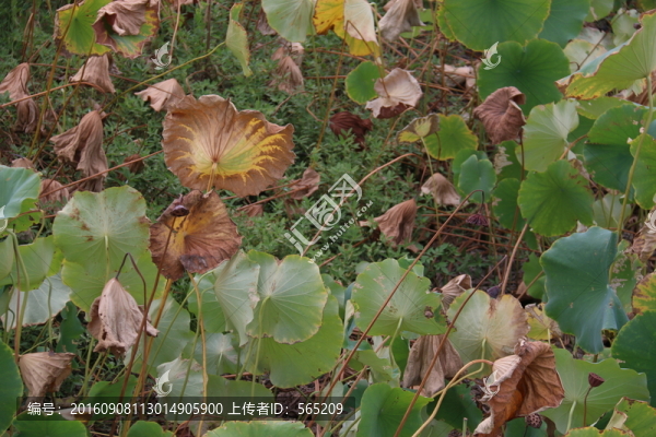 殘荷