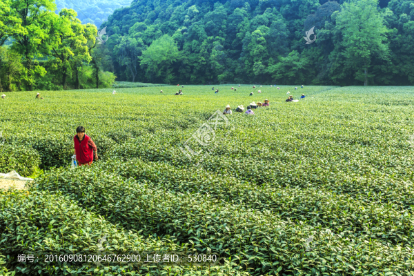杭州西湖龍井村