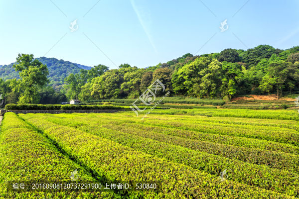 茶園