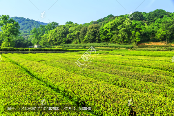 杭州西湖龍井村
