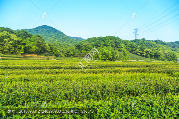 杭州西湖龍井村