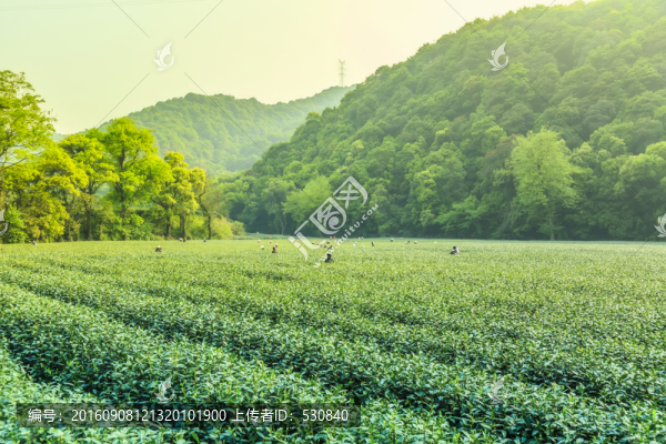 茶山