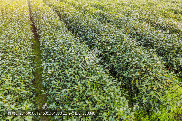 茶園