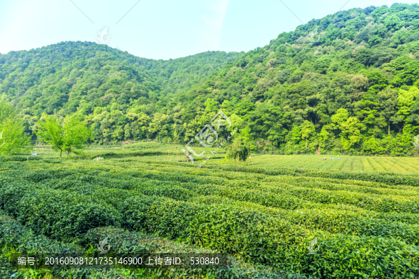 茶山