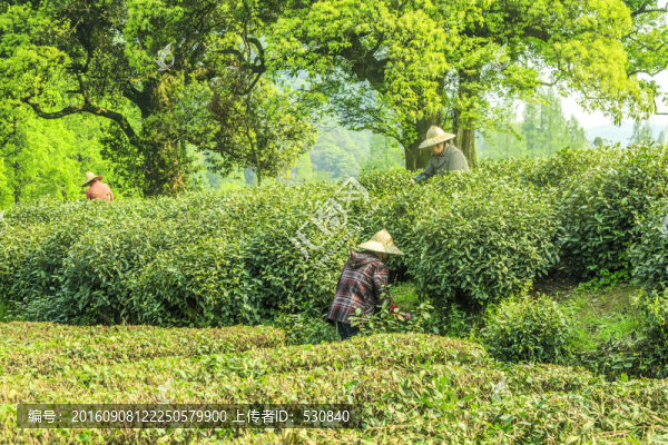 茶山