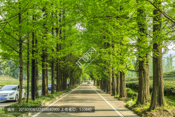 樹林道路