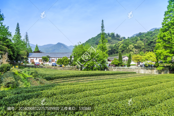 杭州西湖龍井村