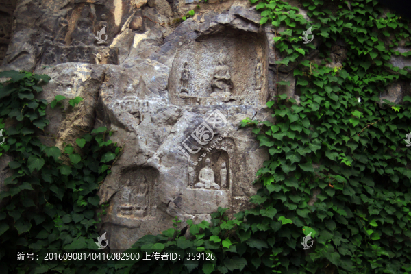 爬墻虎,爬山虎
