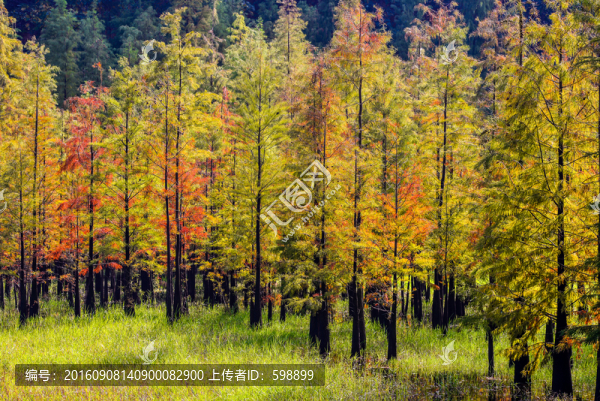 秋天樹林