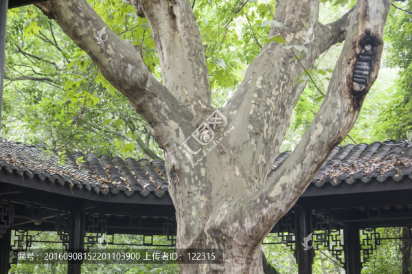 樹