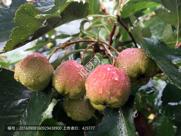 山楂滿枝