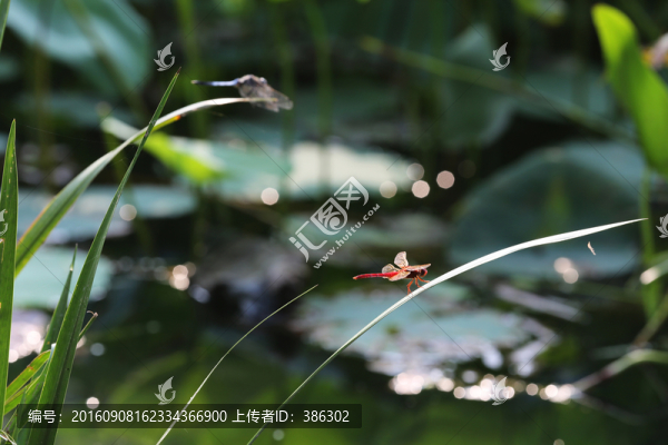 蜻蜓