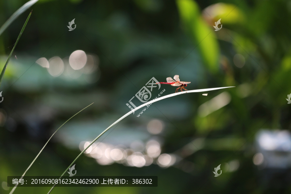 蜻蜓
