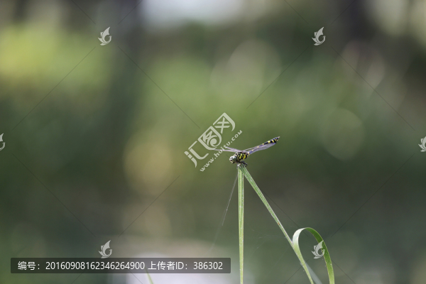 蜻蜓