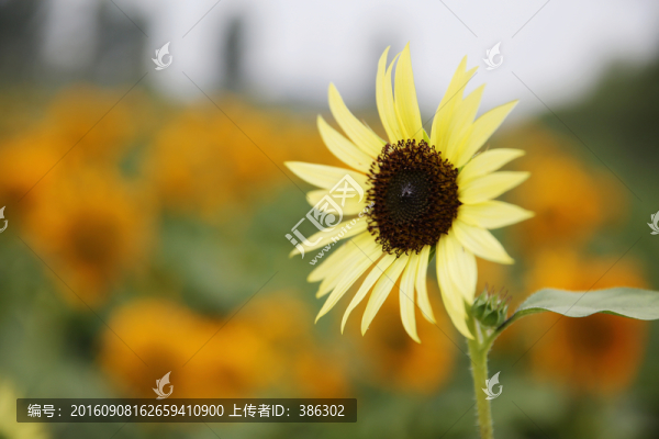 向陽花