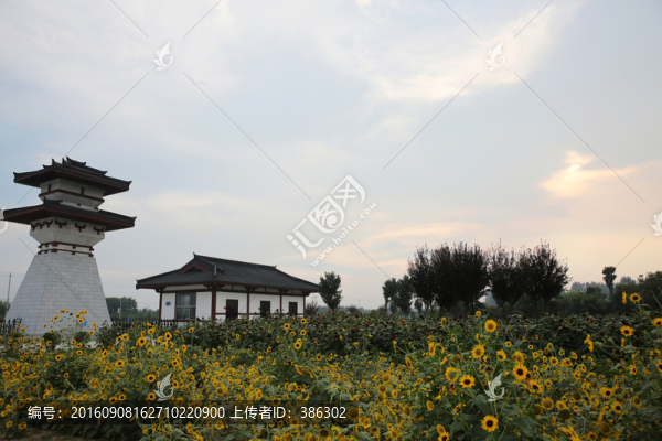 葵花園