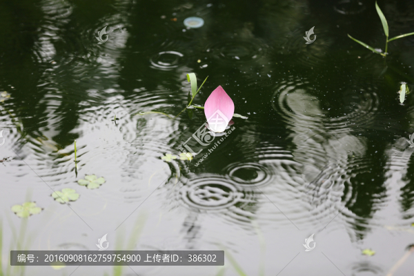 雨中荷花