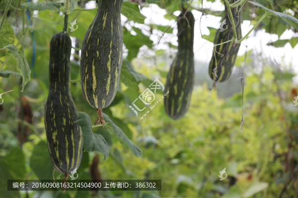 生長(zhǎng)的南瓜