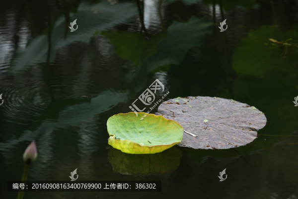 荷葉