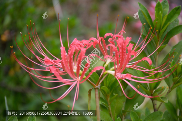 紅花石蒜