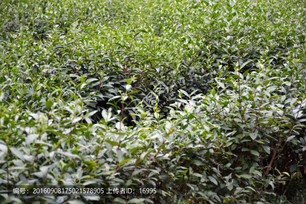 茶樹