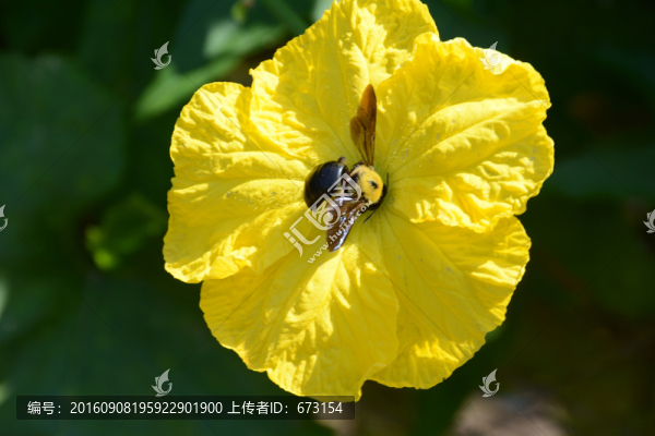 絲瓜花