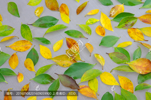 樹葉背景