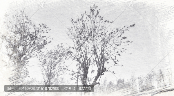 樹(shù)木素描