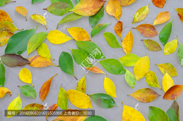 樹(shù)葉背景