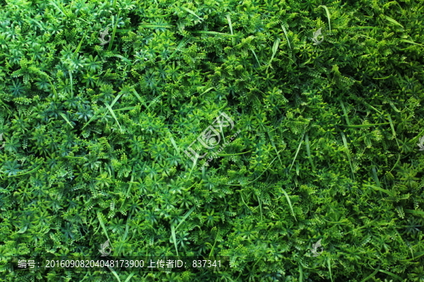 植物墻